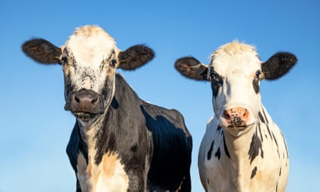 What do most vegans suffer from?